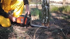 Best Tree Mulching Services  in Lampeter, PA