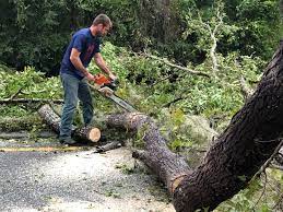 How Our Tree Care Process Works  in  Lampeter, PA