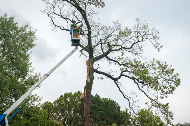 Best Tree Mulching Services  in Lampeter, PA