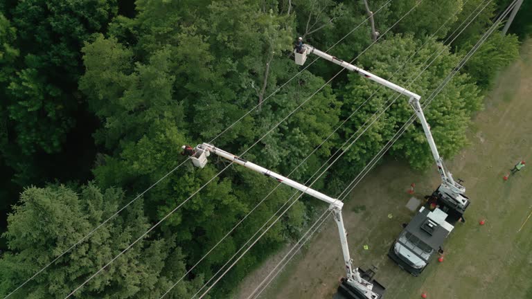 Best Commercial Tree Removal  in Lampeter, PA