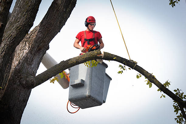 Best Residential Tree Removal  in Lampeter, PA