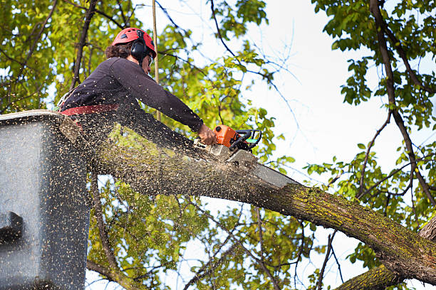 Best Hedge Trimming  in Lampeter, PA