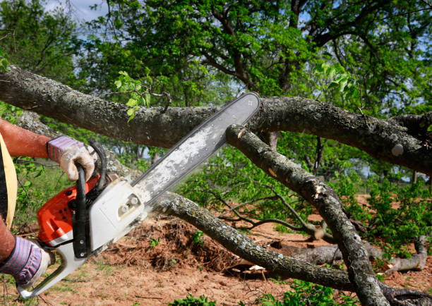 Best Tree Disease Treatment  in Lampeter, PA